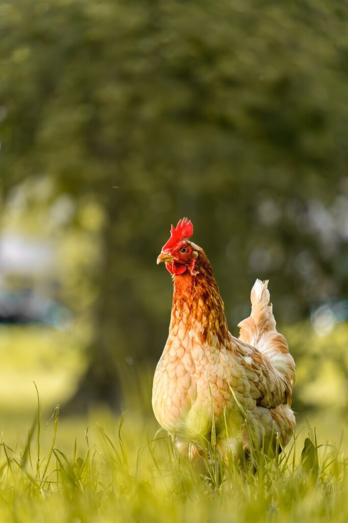 Healthy Poultry